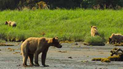The fiercely protective mom
springs into action. - Wild Babies