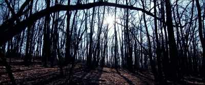 The film itself
offers no narrative framing, - Razzennest