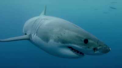 The film, Sharkwater, - Sharkwater Extinction