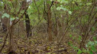 The final ping on her
phone was in a wooded area - Final Moments