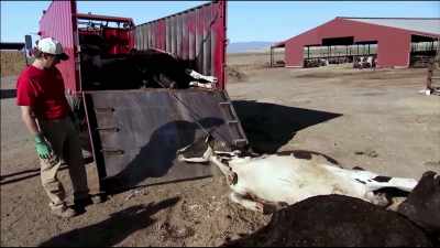 The final result
is used manufacture - Pet Fooled