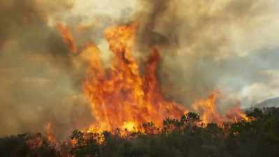 The fire's just racing up a gully
behind me. - The Green Planet