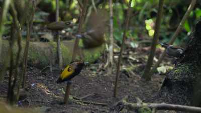 The first to appear
are all young males. - Attenborough's Life in Colour