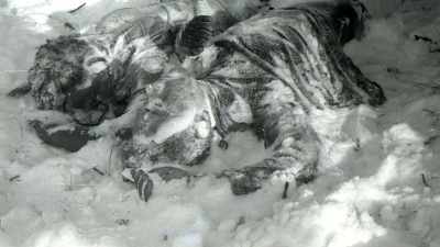The first to be found by the
cedar tree were Yuri Doroshenko - An Unknown Compelling Force