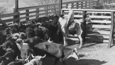 The first cattle trip I was sent
on that was really major, - Jews of the Wild West