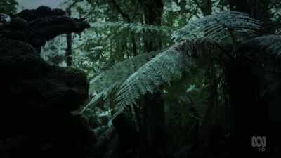 The first Europeans
to explore these forests - David Attenborough's Tasmania