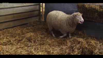 The first ever thing to be
cloned was Dolly the sheep, - Cunk on Life