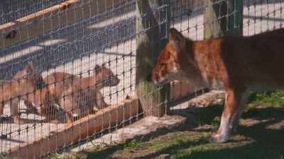 The first introduction
we did with these pups, - Secrets of the Zoo