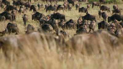 The first mammals,
as far as we can tell, - Attenborough's Life in Colour