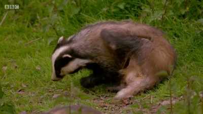 The first of the clan emerges. - Wales: Land of the Wild