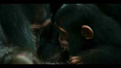 The first signs of a bond between sisters. - Chimp Empire