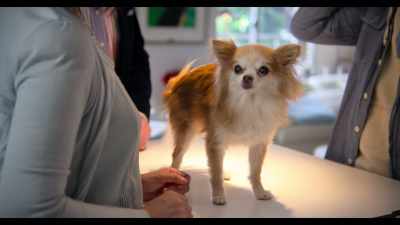 The first thing I would like to show you - Dogs