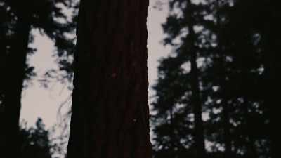 The first time I ever heard
anything was later in '71. - Missing 411: The Hunted
