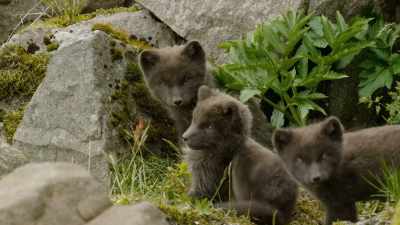 The first tiny pups,
as black as coal, start to emerge - Wild Ways of the Vikings