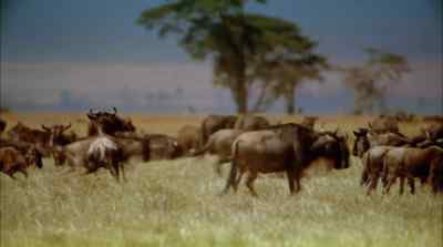 The first weeks of the migration - Africa: The Serengeti