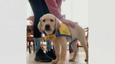 The first year and a half
is the most formative time for a dog. - Inside the Mind of a Dog