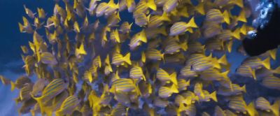The fish drew the fishermen - Deep Blue Sea 3