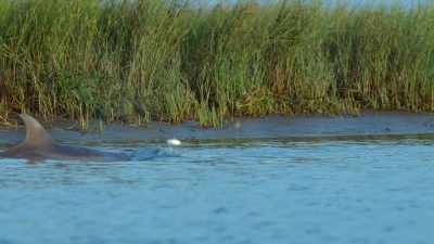 The fish he hunts are fast. - The Secret Lives of Animals