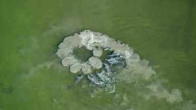 The fish panic and take to the air. - Our Planet
