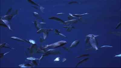 The fish were poisoned
by the plague. - Flipper