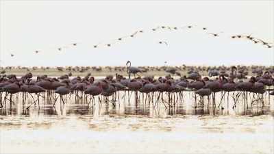 - The flamingos are specially
adapted to this environment. - The UnBelievable with Dan Aykroyd