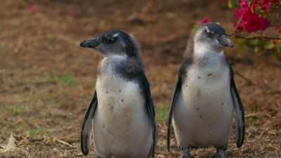 The fledglings are back on the outside. - Penguin Town
