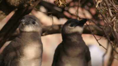 The fledglings have slowed their roll. - Penguin Town