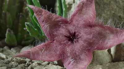 The flower, once opened,
is called a desert starfish. - The Green Planet