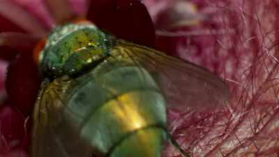 ..the flower tempts a tiny sack
of pollen to its proboscis. - The Green Planet