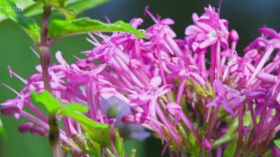 The flowers of red valerian,
for instance, - Wild Isles