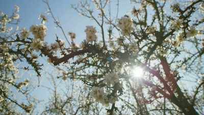 The flowers, patterns and scent
have evolved to attract insects - The Green Planet