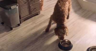 The food dispenser, however,
is still in Research and Development. - Think Like a Dog
