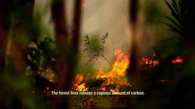THE FOREST FIRES RELEASE
A COPIOUS AMOUNT OF CARBON. - Before the Flood