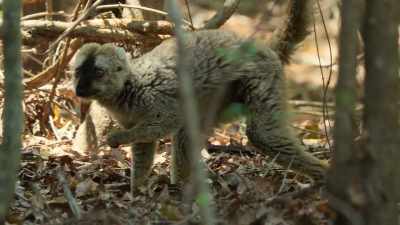 The forest even has
its own specialized lemur hunter. - Our Planet