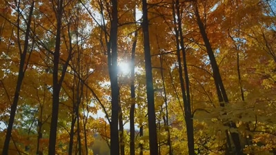 'The forest
is preparing to hibernate. - A Year on Planet Earth