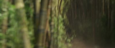 The forest... - Shang Chi and the Legend of the Ten Rings