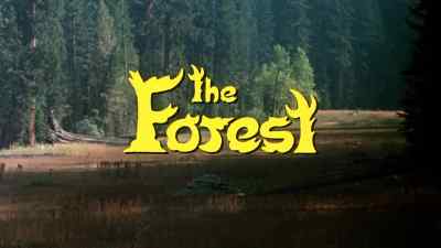 THE FOREST - The Forest