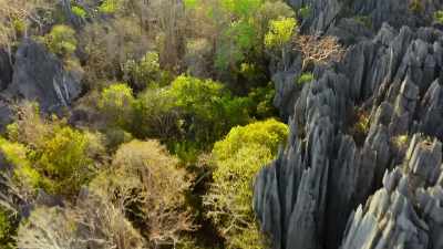 The forest surrounding the peaks
shelters rare creatures - Our Great National Parks