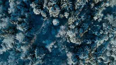 The forests are a crucial refuge - Our Planet