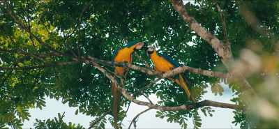 The forests are not
only home to millions - Eating Our Way to Extinction