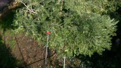 The forks have vibrating prongs,
powered by compressed air, - Europe From Above