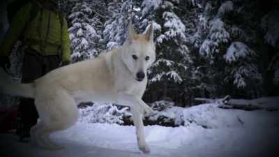 The foundation's not
level, but that's okay, - Life Below Zero: Next Generation