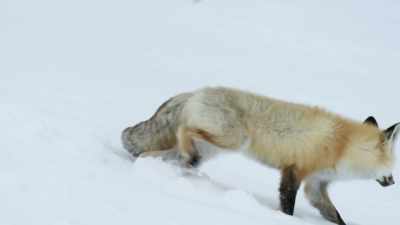 The fox can sense life here - Epic Yellowstone