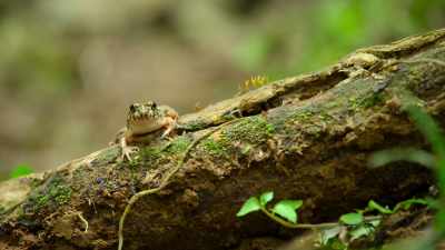 The frog has a belly full of eggs, - Our Great National Parks