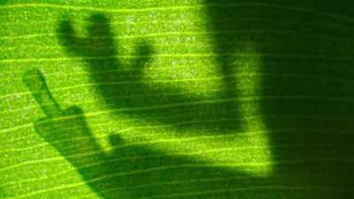 The frog must escape and fast... - The Secret Lives of Animals