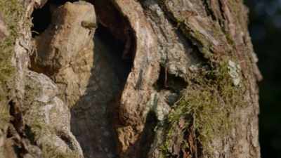 The front door,
a hollow in a tree, - Cosmos: Possible Worlds