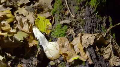 The fungus shrivels, - Wales: Land of the Wild