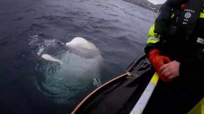 - The funny thing is, that
whale essentially defects - The UnBelievable with Dan Aykroyd