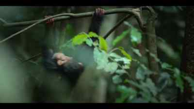 The further she gets from her mother, - Chimp Empire