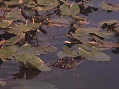 The gallinule's angry scolding
gives warning - Prowlers of the Everglades